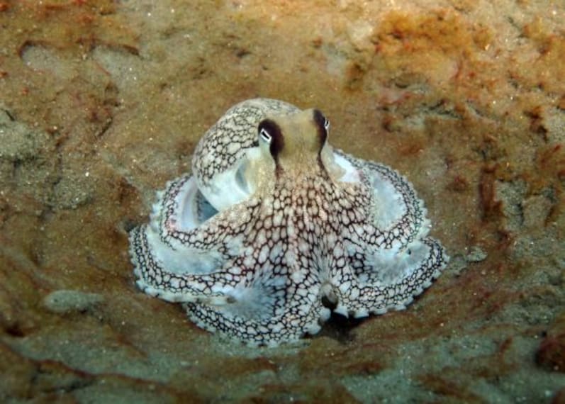 Underwater World Pattaya_4